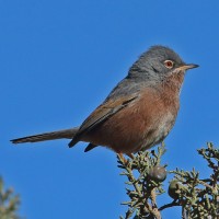 Tristram's Warbler